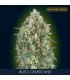 Auto Gelato N33    3 + 1 u. fem. Advanced Seeds