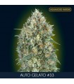 Auto Gelato N33    3 + 1 u. fem. Advanced Seeds