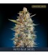 Auto Blue Diesel 10 + 3 u. fem. Advanced Seeds