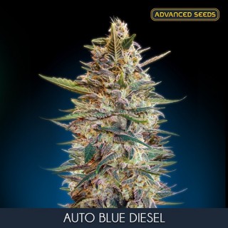 Auto Blue Diesel  3 + 1 u. fem. Advanced Seeds