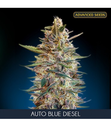 Auto Blue Diesel  3 + 1 u. fem. Advanced Seeds