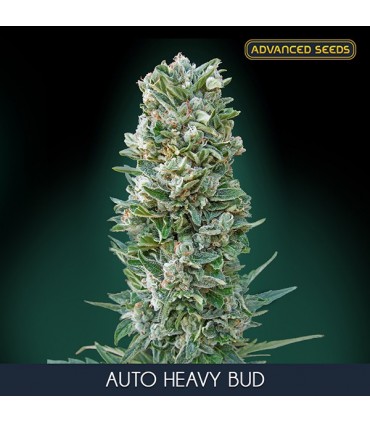 Auto Heavy Bud 10 + 3 u. fem. Advanced Seeds