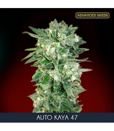 Auto Kaya 47 -  10 + 3 u. fem. Advanced Seeds
