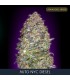 Auto New York City Diesel    3 + 1 u. fem. Advanced Seeds