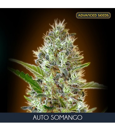 Auto Somango    3 + 1 u. fem. Advanced Seeds
