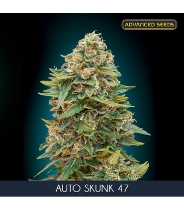 Auto Skunk 47 - 10 + 3 u. fem. Advanced Seeds