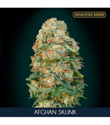 Afghan Skunk    3 + 1 u. fem. Advanced Seeds