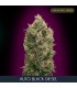Auto Black Diesel    3 + 1 u. fem. Advanced Seeds