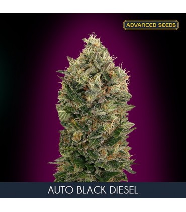 Auto Black Diesel    3 + 1 u. fem. Advanced Seeds