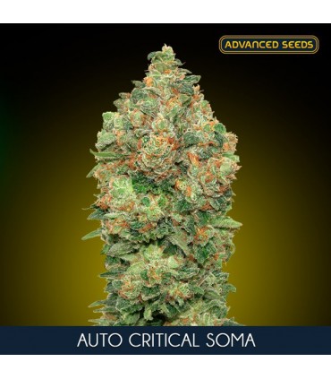 Auto Critical Soma    3 + 1 u. fem. Advanced Seeds