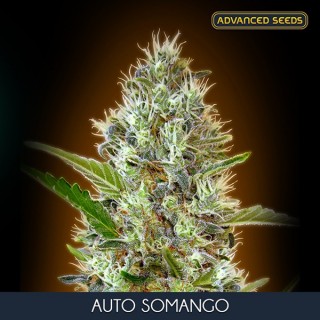 Auto Somango  10 + 3 u. fem. Advanced Seeds
