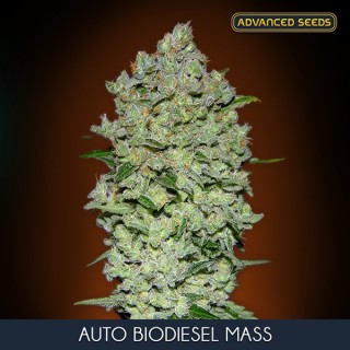 Auto Biodiesel Mass      3 + 1 u. fem. Advanced Seeds