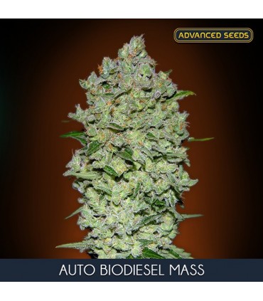 Auto Biodiesel Mass      3 + 1 u. fem. Advanced Seeds