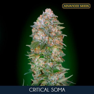 Critical Soma  10 + 3 u. fem. Advanced Seeds
