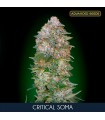 Critical Soma  10 + 3 u. fem. Advanced Seeds