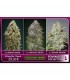Feminized Collection N1 - Advanced Seeds
