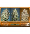 Feminized Collection N2 - Advanced Seeds