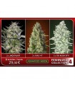 Feminized Collection N4 - Advanced Seeds