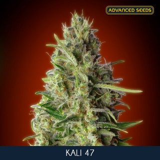 Kali 47 -    3 + 1 u. fem. Advanced Seeds
