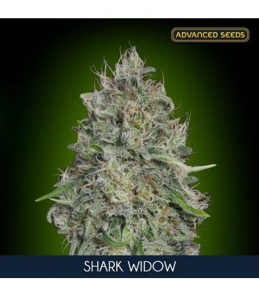 Shark Widow 10 + 3 u. fem. Advanced Seeds