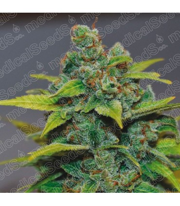 Banana Zkittlez 10 u. fem. Medical Seeds