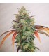Y Griega CBD 2.0 fem. Medical Seeds