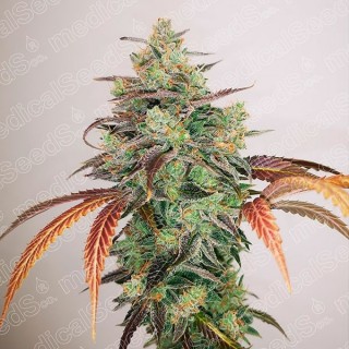 Y Griega CBD 2.0 fem. Medical Seeds