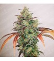 Y Griega CBD 2.0 fem. Medical Seeds