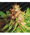 Red Cross CBD fem. Medical seeds