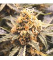 Recovery CBD fem. Medical seeds