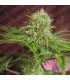 Elixir Vitae CBD fem. Medical seeds