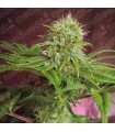 Elixir Vitae CBD fem. Medical seeds