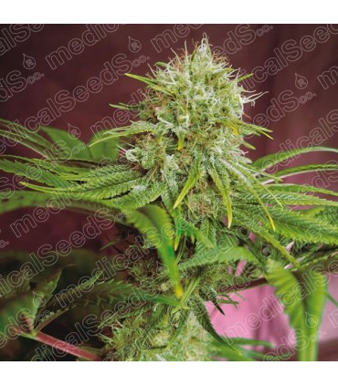 Elixir Vitae CBD 10 u. fem. Medical seeds