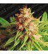 Red Cross CBD 10 u. fem. Medical seeds