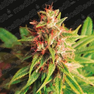 Red Cross CBD 10 u. fem. Medical seeds