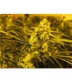 Channel + Medical Seeds