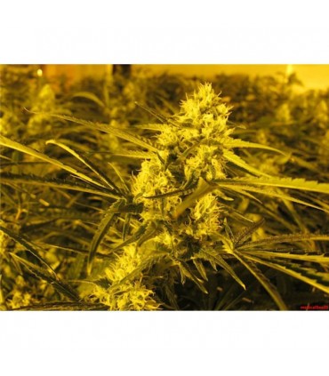Channel +  5 u. Medical Seeds