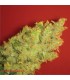 Jack La Mota 10 u. fem. Medical Seeds