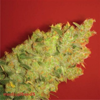 Jack La Mota 10 u. fem. Medical Seeds