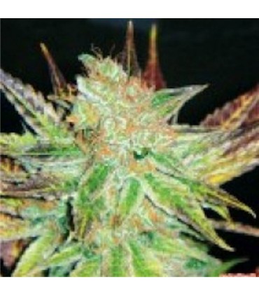 Prozac 10 u. fem. Medical Seeds