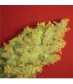 Jack La Mota fem. Medical Seeds