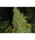 1024 - fem. Medical Seeds