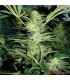 White Widow 10 u. fem. Medical Seeds
