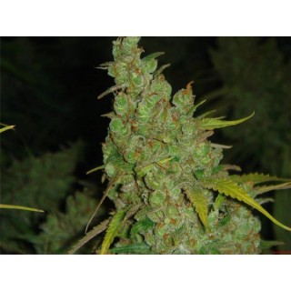 1024 -  5 u. fem. Medical Seeds