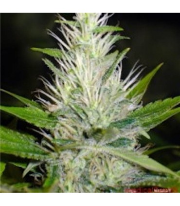 Malakoff  5 u. fem. Medical Seeds