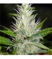 Malakoff  5 u. fem. Medical Seeds