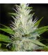 Malakoff fem. Medical Seeds