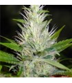 Malakoff fem. Medical Seeds