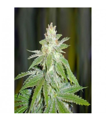 Devil Fruit 10 u. fem. Medical Seeds
