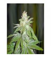 Devil Fruit fem. Medical Seeds